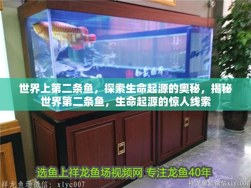 世界上第二條魚，探索生命起源的奧秘，揭秘世界第二條魚，生命起源的驚人線索