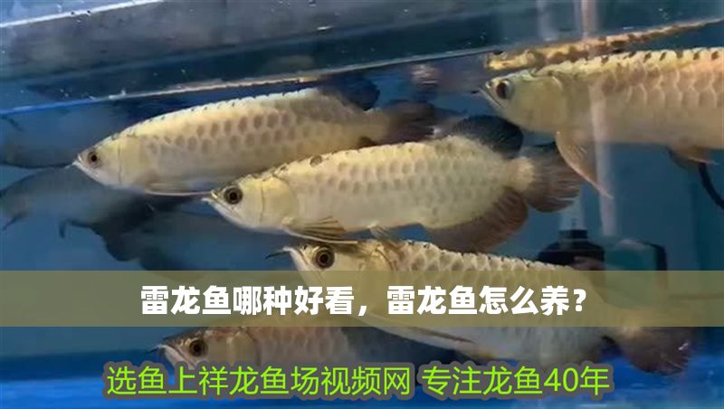 雷龍魚哪種好看，雷龍魚怎么養？