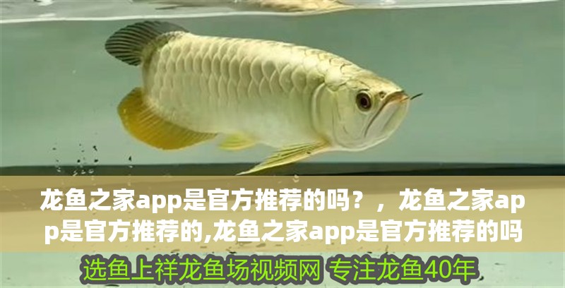 紅龍魚用黃燈烤有用嗎 龍魚之家app是官方推薦的嗎?,龍魚之家app是官方推薦的,龍魚之家app是官方推薦的嗎 龍魚百科 龍魚之家app是官方推薦的嗎?,龍魚之家app是官方推薦的,龍魚之家app是官方推薦的嗎 龍魚之家app是官方推薦的嗎?,龍魚之家app是官方推薦的,龍魚之家app是官方推薦的嗎 龍魚百科