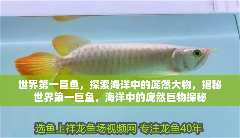 世界第一巨魚，探索海洋中的龐然大物，揭秘世界第一巨魚，海洋中的龐然巨物探秘