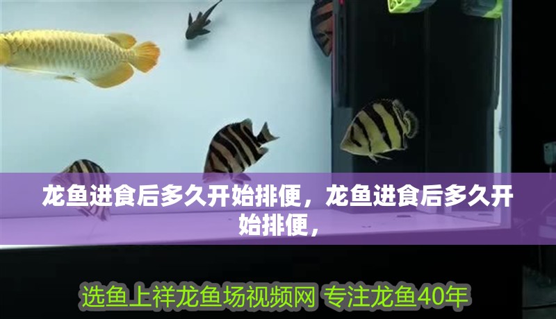 龍魚進食后多久開始排便，龍魚進食后多久開始排便，