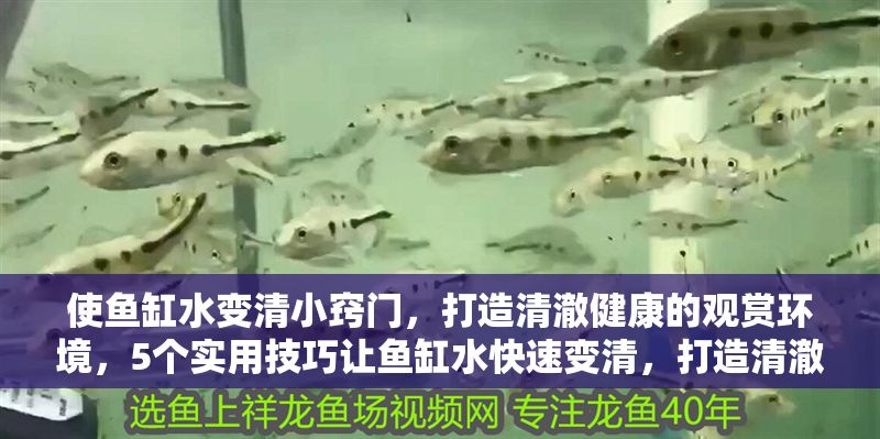 使魚缸水變清小竅門，打造清澈健康的觀賞環境，5個實用技巧讓魚缸水快速變清，打造清澈健康的水族環境