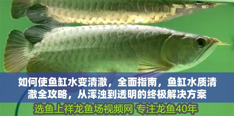 如何使魚缸水變清澈，全面指南，魚缸水質清澈全攻略，從渾濁到透明的終極解決方案
