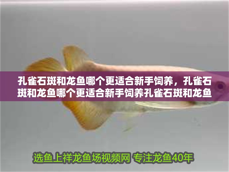 孔雀石斑和龍魚哪個更適合新手飼養，孔雀石斑和龍魚哪個更適合新手飼養孔雀石斑和龍魚