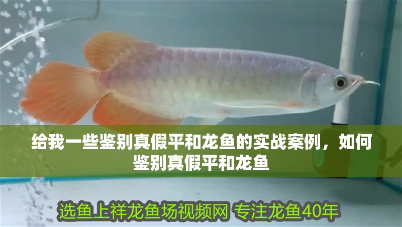 給我一些鑒別真假平和龍魚的實戰(zhàn)案例，如何鑒別真假平和龍魚