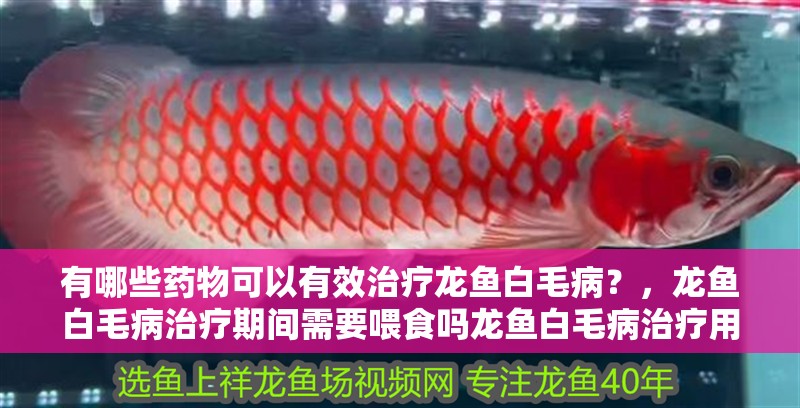 有哪些藥物可以有效治療龍魚白毛病？，龍魚白毛病治療期間需要喂食嗎龍魚白毛病治療用藥清單