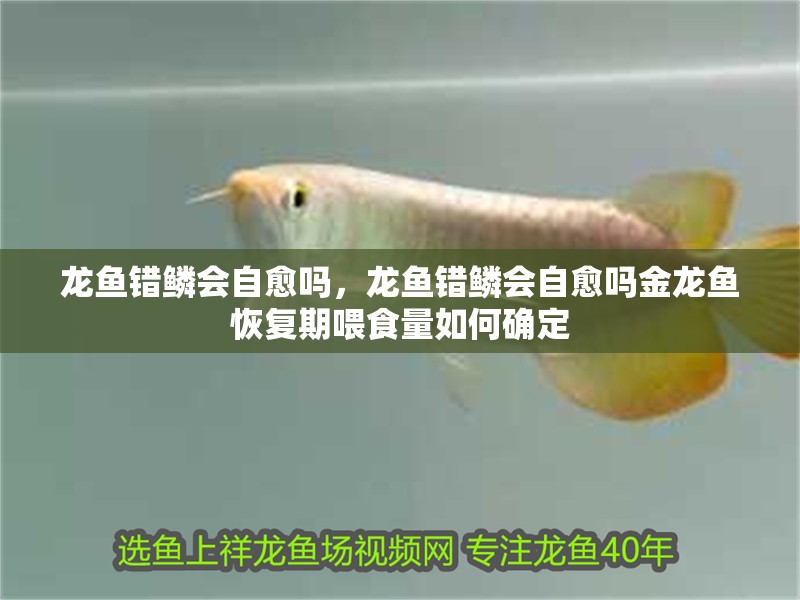 龍魚錯鱗會自愈嗎，龍魚錯鱗會自愈嗎金龍魚恢復期喂食量如何確定