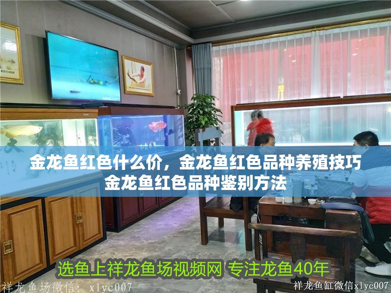 金龍魚紅色什么價，金龍魚紅色品種養(yǎng)殖技巧金龍魚紅色品種鑒別方法