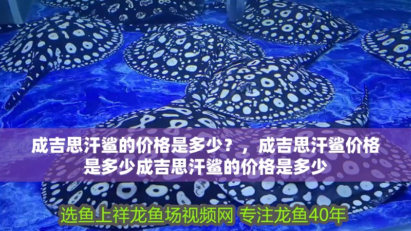 成吉思汗鯊的價格是多少？，成吉思汗鯊價格是多少成吉思汗鯊的價格是多少