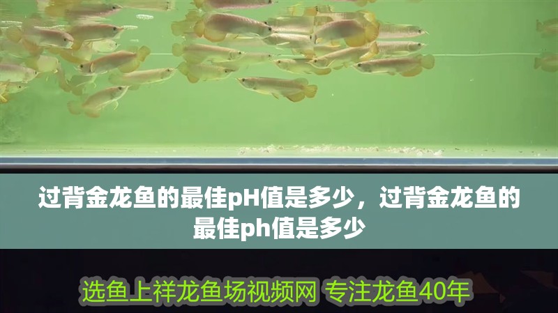 過背金龍魚的最佳pH值是多少，過背金龍魚的最佳ph值是多少