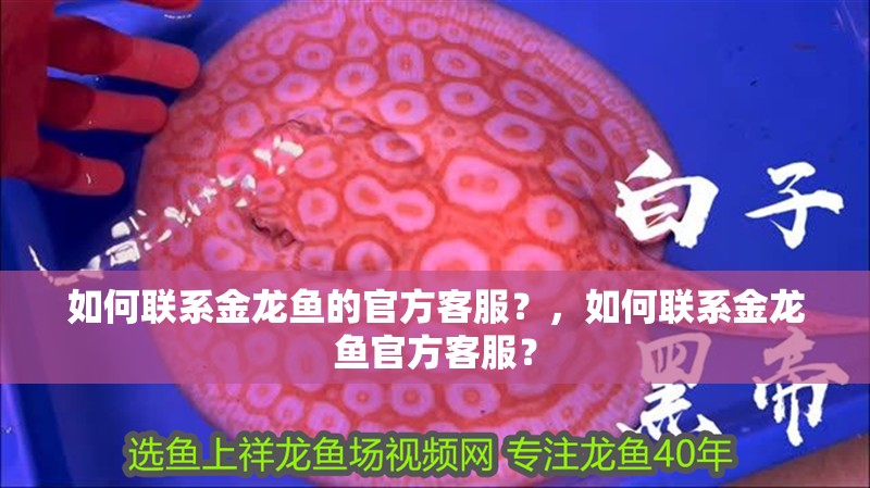 如何聯系金龍魚的官方客服？，如何聯系金龍魚官方客服？ 如何聯系金龍魚的官方客服？，如何聯系金龍魚官方客服？ 龍魚百科