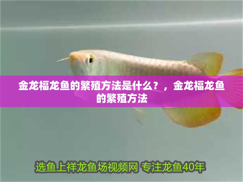 金龍福龍魚的繁殖方法是什么？，金龍福龍魚的繁殖方法