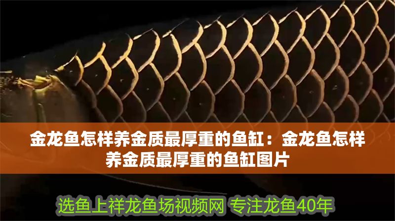 金龍魚怎樣養金質最厚重的魚缸：金龍魚怎樣養金質最厚重的魚缸圖片