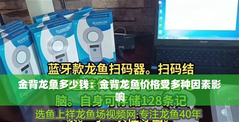 金背龍魚多少錢：金背龍魚價格受多種因素影響