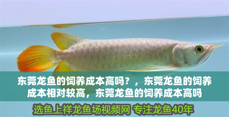 東莞龍魚的飼養成本高嗎？，東莞龍魚的飼養成本相對較高，東莞龍魚的飼養成本高嗎