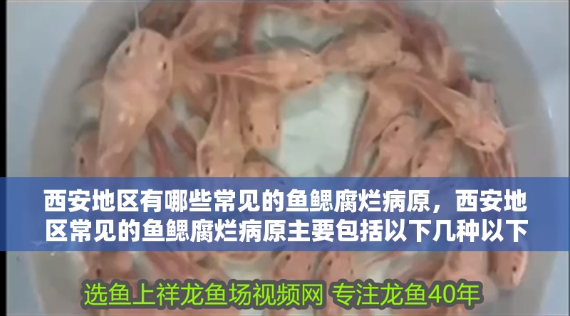 西安地區(qū)有哪些常見的魚鰓腐爛病原，西安地區(qū)常見的魚鰓腐爛病原主要包括以下幾種以下幾種