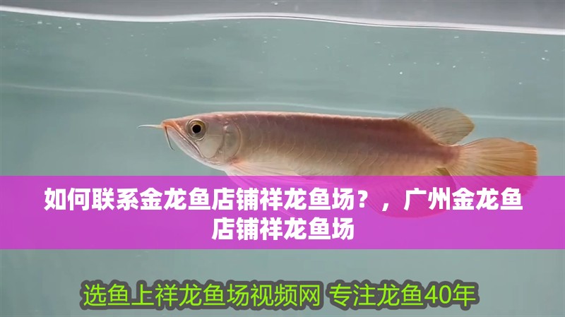 如何聯系金龍魚店鋪祥龍魚場？，廣州金龍魚店鋪祥龍魚場 如何聯系金龍魚店鋪祥龍魚場？，廣州金龍魚店鋪祥龍魚場 龍魚百科