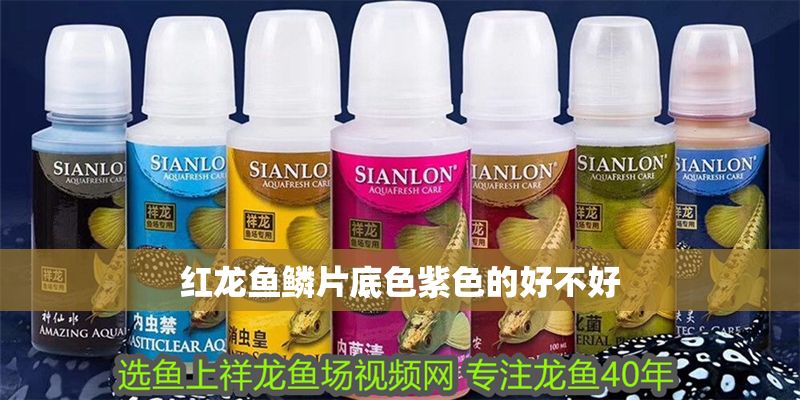 紅龍魚鱗片底色紫色的好不好 龍魚百科 第1張 紅龍魚鱗片底色紫色的好不好 紅龍魚鱗片底色紫色的好不好 龍魚百科 第1張