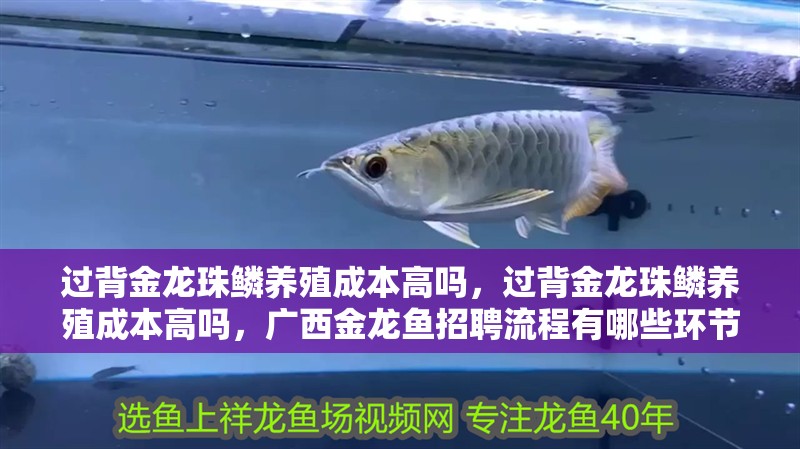 過背金龍珠鱗養殖成本高嗎，過背金龍珠鱗養殖成本高嗎，廣西金龍魚招聘流程有哪些環節？