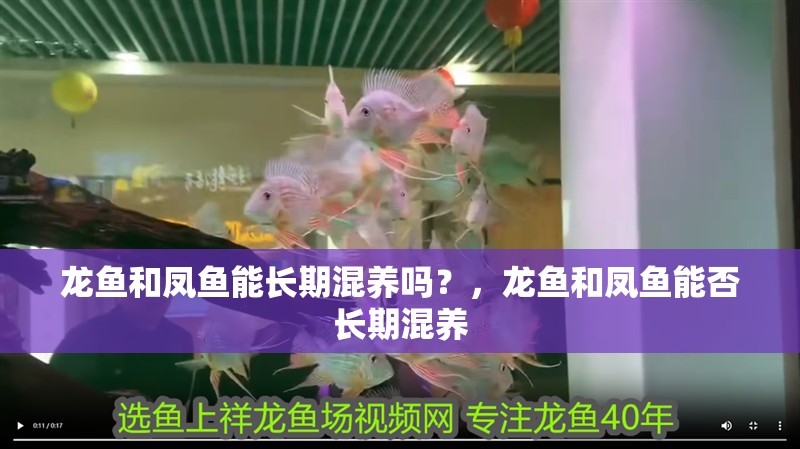 龍魚和鳳魚能長(zhǎng)期混養(yǎng)嗎？，龍魚和鳳魚能否長(zhǎng)期混養(yǎng)