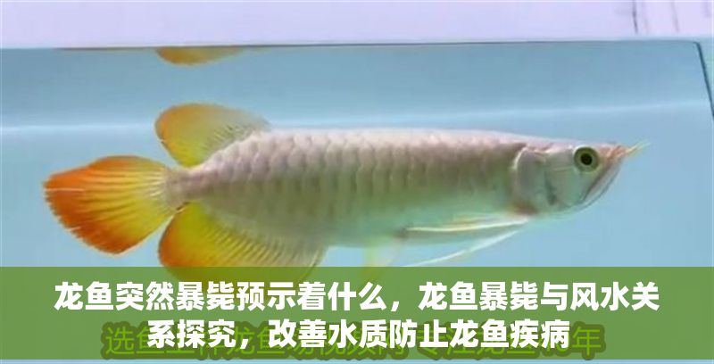 龍魚突然暴斃預(yù)示著什么，龍魚暴斃與風(fēng)水關(guān)系探究，改善水質(zhì)防止龍魚疾病