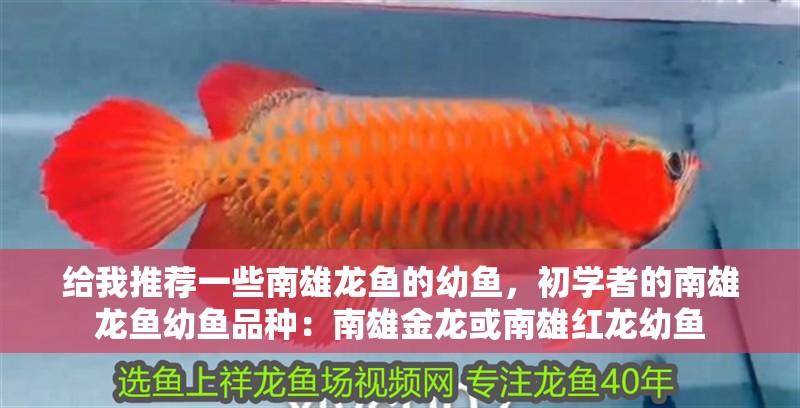 給我推薦一些南雄龍魚的幼魚，初學(xué)者的南雄龍魚幼魚品種：南雄金龍或南雄紅龍幼魚