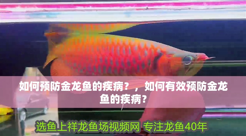 如何預防金龍魚的疾病？，如何有效預防金龍魚的疾病？ 如何預防金龍魚的疾病？，如何有效預防金龍魚的疾病？ 龍魚百科