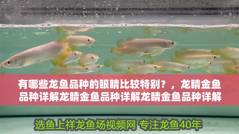有哪些龍魚品種的眼睛比較特別？，龍睛金魚品種詳解龍睛金魚品種詳解龍睛金魚品種詳解