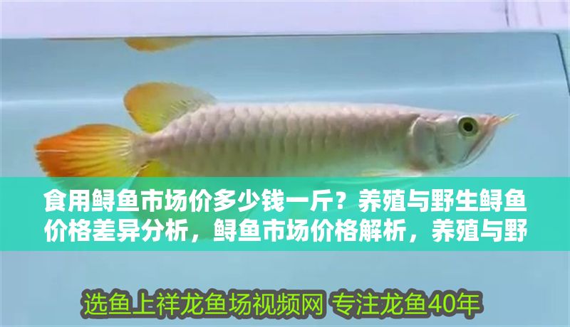 食用鱘魚市場價多少錢一斤？養(yǎng)殖與野生鱘魚價格差異分析，鱘魚市場價格解析，養(yǎng)殖與野生品種每斤差價對比