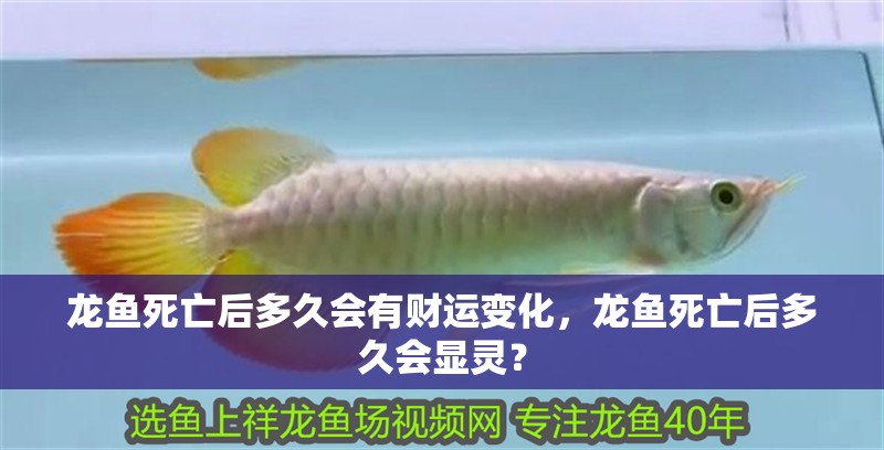 龍魚死亡后多久會有財運變化，龍魚死亡后多久會顯靈？ 龍魚死亡后多久會有財運變化，龍魚死亡后多久會顯靈？ 龍魚百科