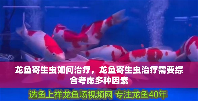龍魚寄生蟲如何治療，龍魚寄生蟲治療需要綜合考慮多種因素