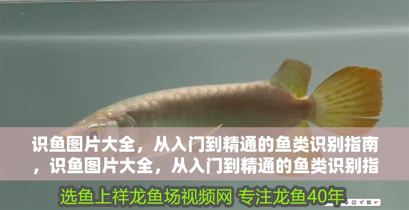識魚圖片大全，從入門到精通的魚類識別指南，識魚圖片大全，從入門到精通的魚類識別指南