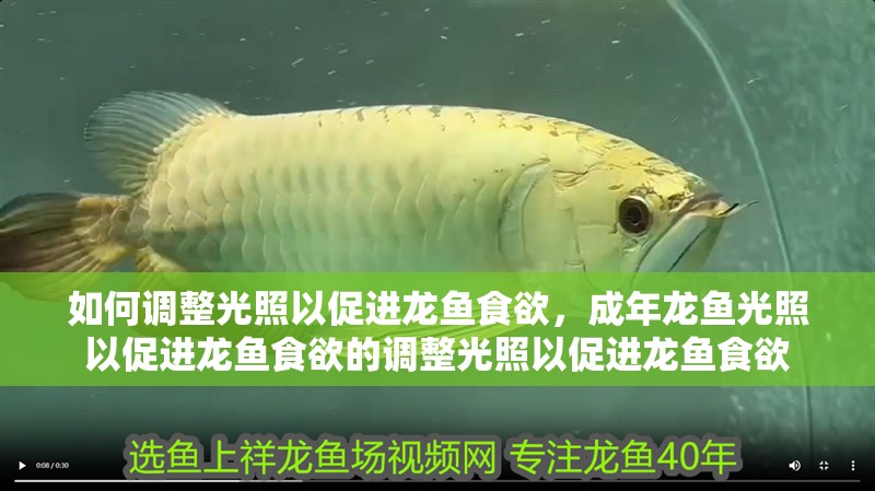 如何調整光照以促進龍魚食欲，成年龍魚光照以促進龍魚食欲的調整光照以促進龍魚食欲