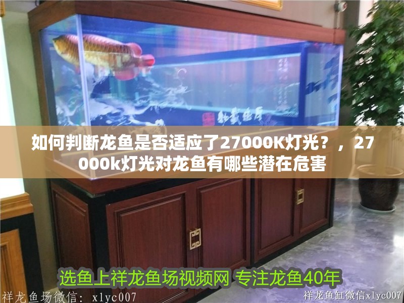 如何判斷龍魚是否適應了27000K燈光？，27000k燈光對龍魚有哪些潛在危害