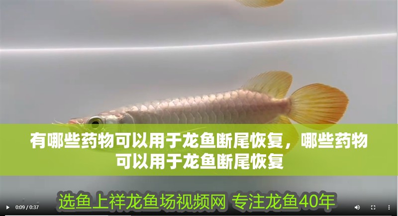 有哪些藥物可以用于龍魚斷尾恢復，哪些藥物可以用于龍魚斷尾恢復 有哪些藥物可以用于龍魚斷尾恢復，哪些藥物可以用于龍魚斷尾恢復 龍魚百科