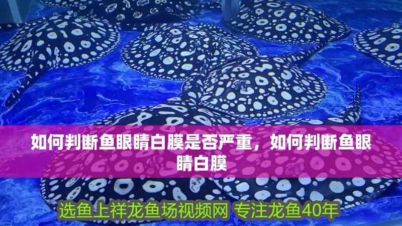 如何判斷魚眼睛白膜是否嚴重，如何判斷魚眼睛白膜