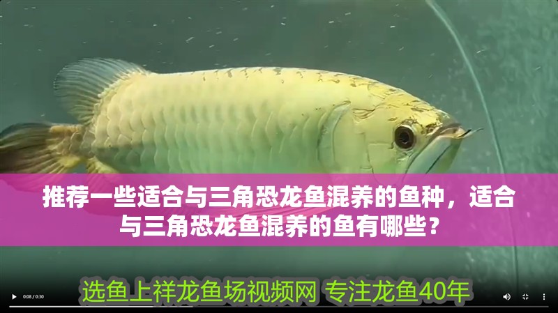 推薦一些適合與三角恐龍魚混養的魚種，適合與三角恐龍魚混養的魚有哪些？