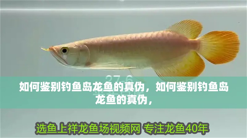 如何鑒別釣魚島龍魚的真偽，如何鑒別釣魚島龍魚的真偽，