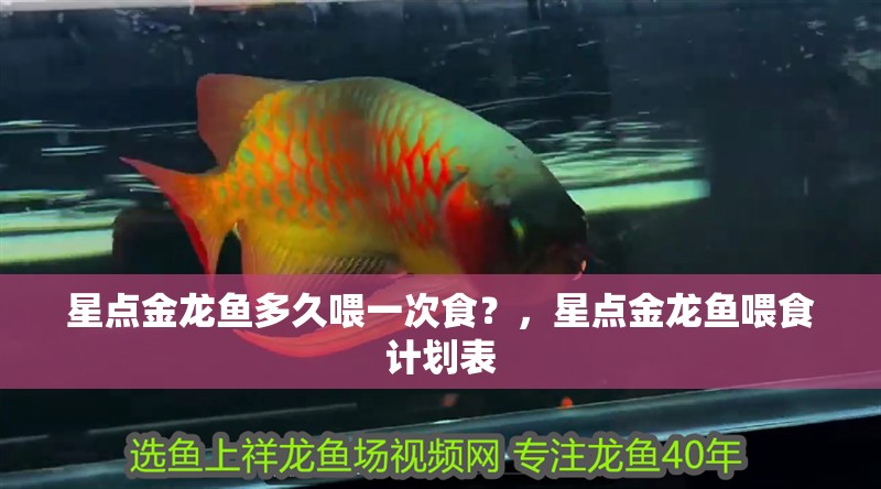 星點金龍魚多久喂一次食？，星點金龍魚喂食計劃表