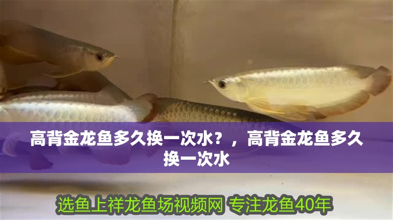高背金龍魚多久換一次水？，高背金龍魚多久換一次水