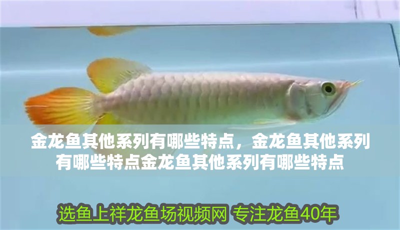 金龍魚其他系列有哪些特點，金龍魚其他系列有哪些特點金龍魚其他系列有哪些特點 金龍魚其他系列有哪些特點，金龍魚其他系列有哪些特點金龍魚其他系列有哪些特點 龍魚百科