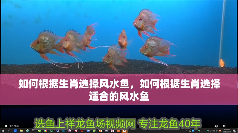 如何根據(jù)生肖選擇風(fēng)水魚，如何根據(jù)生肖選擇適合的風(fēng)水魚