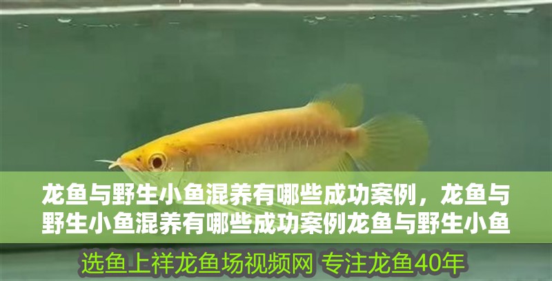 龍魚與野生小魚混養(yǎng)有哪些成功案例，龍魚與野生小魚混養(yǎng)有哪些成功案例龍魚與野生小魚混養(yǎng)成功案例