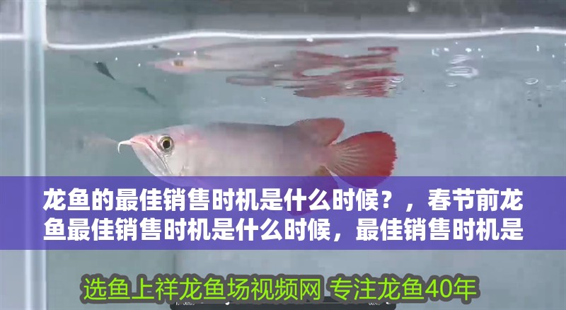 龍魚的最佳銷售時機是什么時候？，春節前龍魚最佳銷售時機是什么時候，最佳銷售時機是什么時候