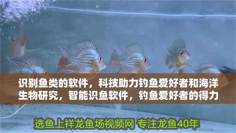 識別魚類的軟件，科技助力釣魚愛好者和海洋生物研究，智能識魚軟件，釣魚愛好者的得力助手與海洋生物研究新工具