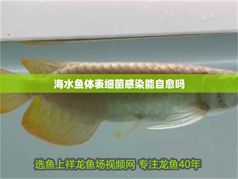 海水魚(yú)體表細(xì)菌感染能自愈嗎