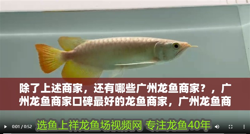 除了上述商家，還有哪些廣州龍魚商家？，廣州龍魚商家口碑最好的龍魚商家，廣州龍魚商家口碑最好