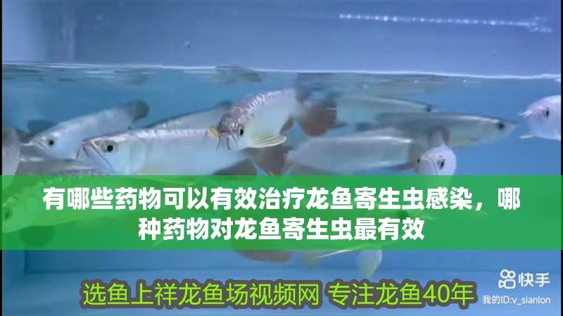 有哪些藥物可以有效治療龍魚寄生蟲感染，哪種藥物對龍魚寄生蟲最有效