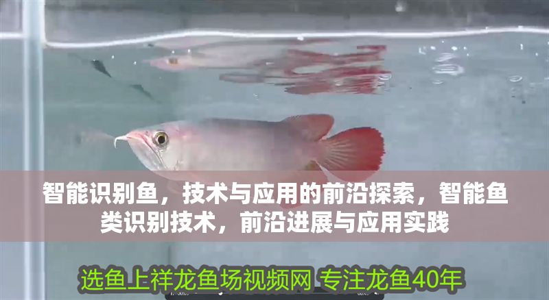 智能識別魚，技術與應用的前沿探索，智能魚類識別技術，前沿進展與應用實踐