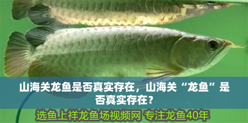 山海關龍魚是否真實存在，山海關“龍魚”是否真實存在？